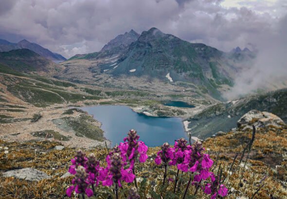 alpine 1